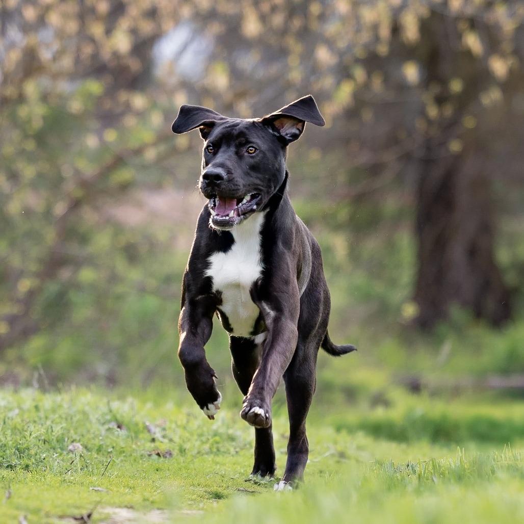 Enlarge Tiki, a Adoptable mixed breed in Turlock, CA image 4/6