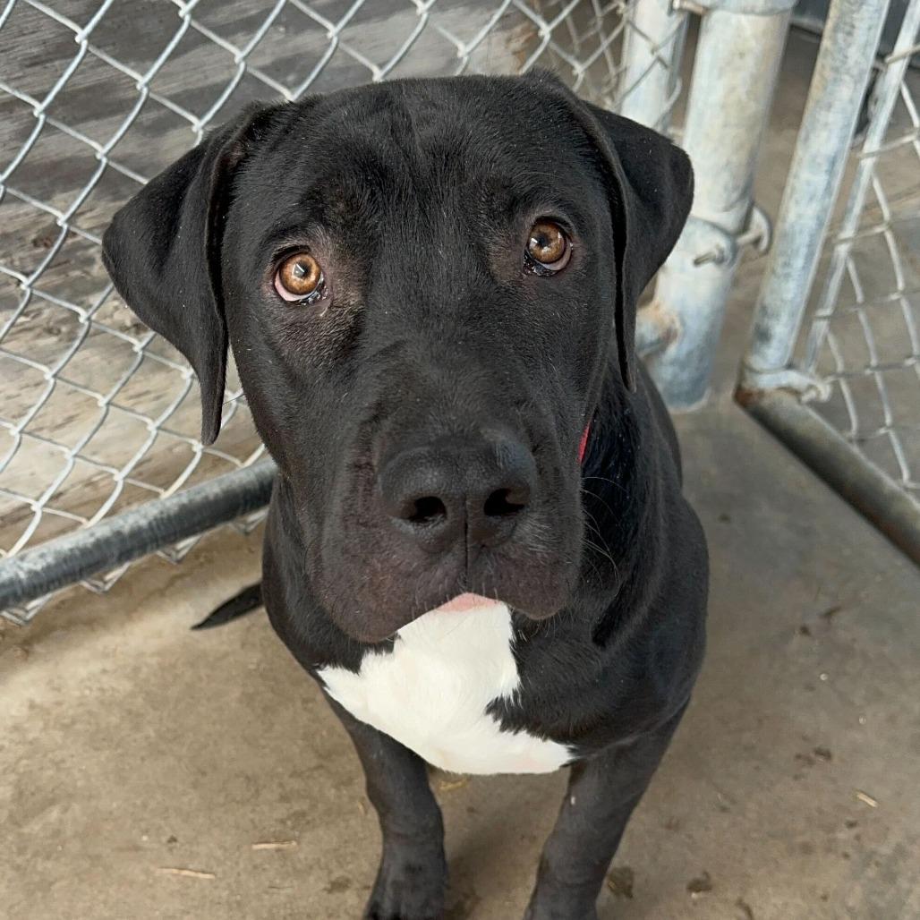 Enlarge Tiki, a Adoptable mixed breed in Turlock, CA image 5/6