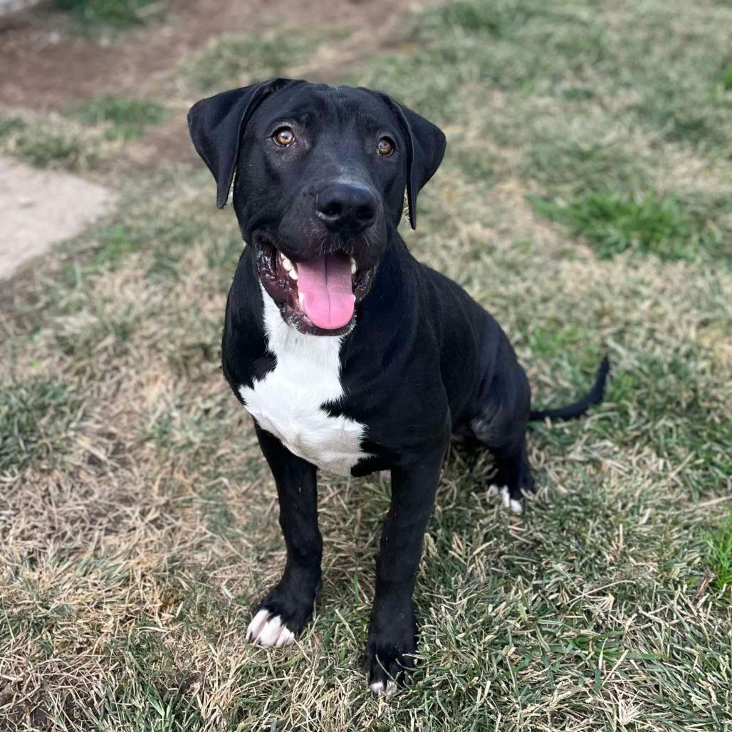 Enlarge Tiki, a Adoptable mixed breed in Turlock, CA image 6/6