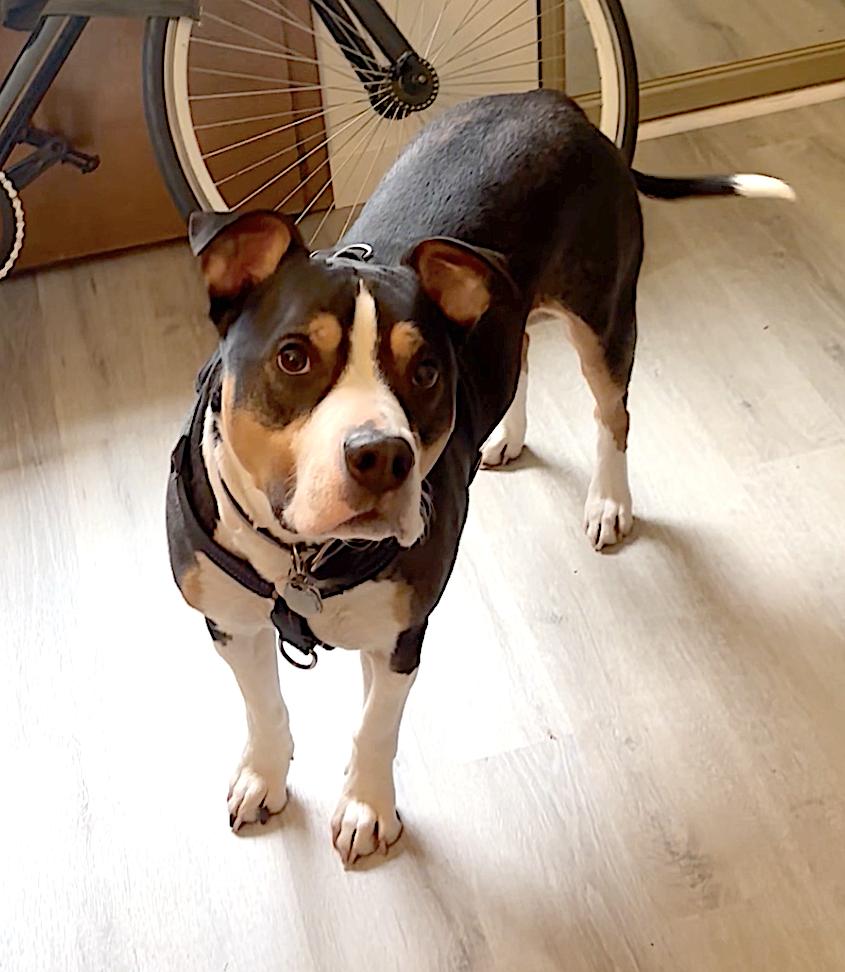 Enlarge Bobo, an adopted Staffordshire Bull Terrier in Portland, OR image 2/6