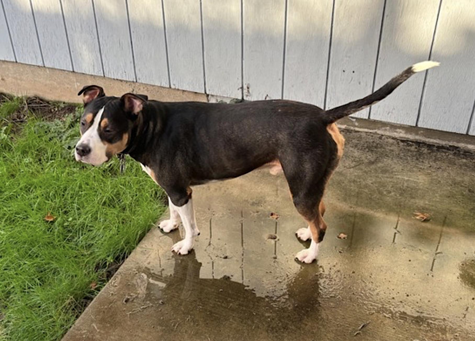 Enlarge Bobo, an adopted Staffordshire Bull Terrier in Portland, OR image 5/6