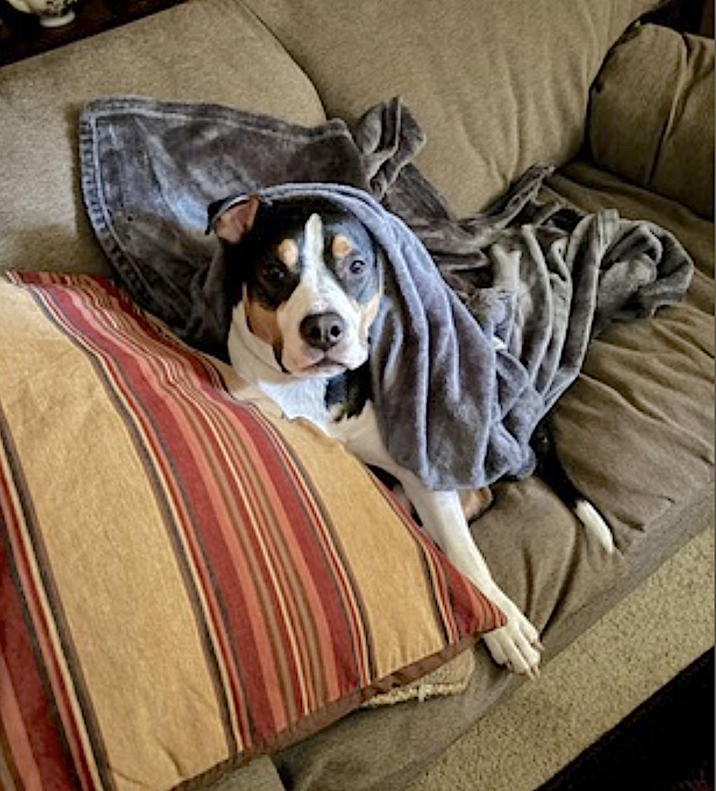 Enlarge Bobo, an adopted Staffordshire Bull Terrier in Portland, OR image 4/6