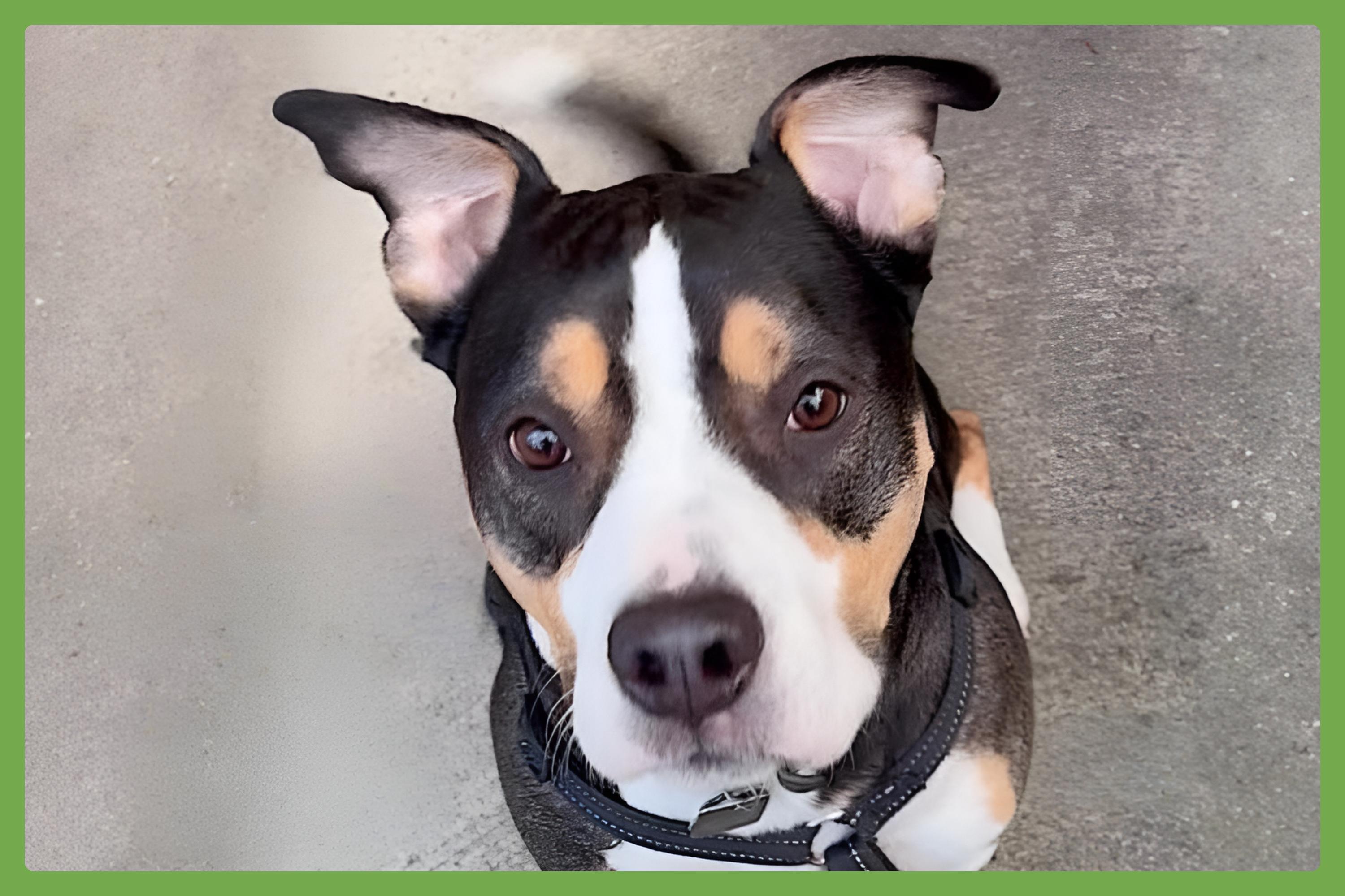 Bobo, adopted, Adult Male Staffordshire Bull Terrier.