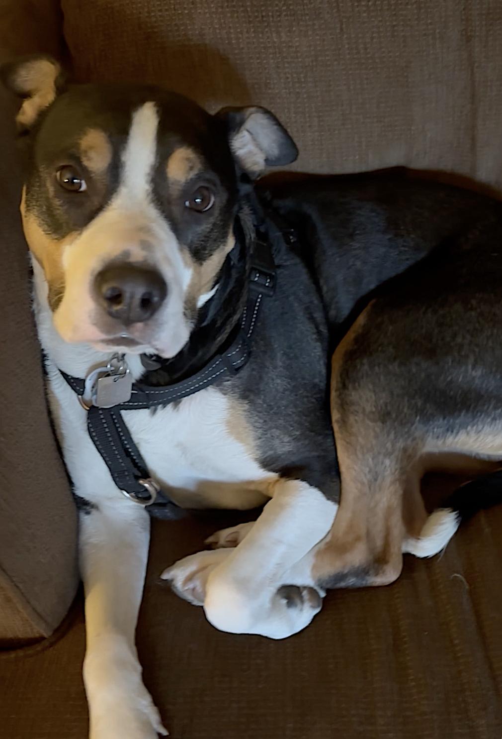 Enlarge Bobo, an adopted Staffordshire Bull Terrier in Portland, OR image 3/6