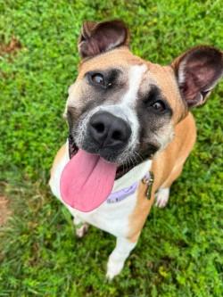 Delilah (ID 51674), adoptable, Adult Female Pit Bull Terrier & Boxer.