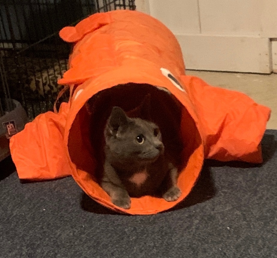 Bean 3
