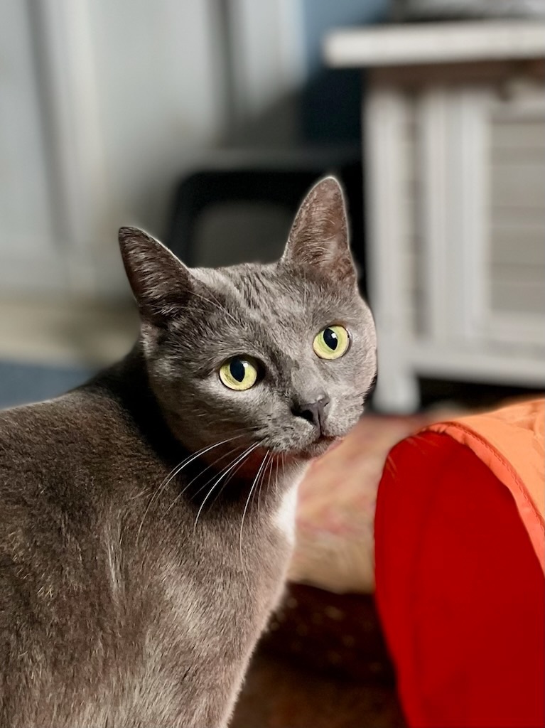 Enlarge Bean, a Adoptable American Shorthair in Gloucester City, NJ image 5/8