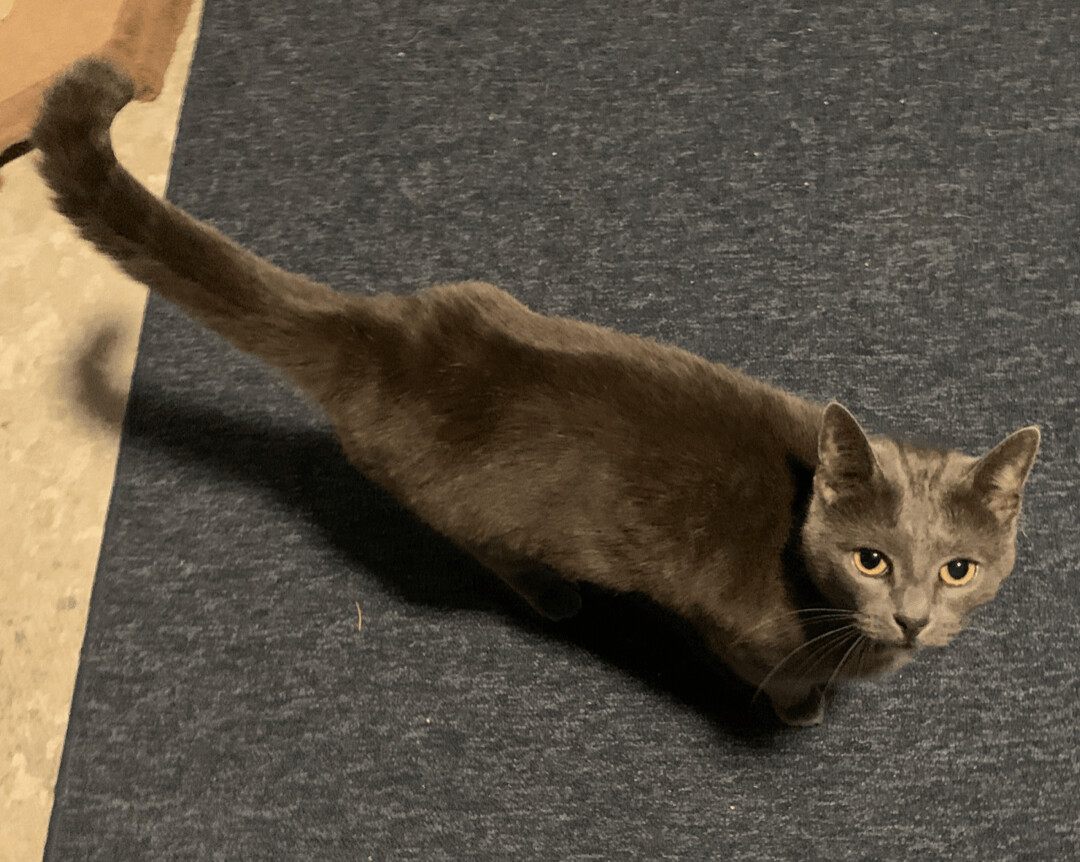 Enlarge Bean, a Adoptable American Shorthair in Gloucester City, NJ image 7/8