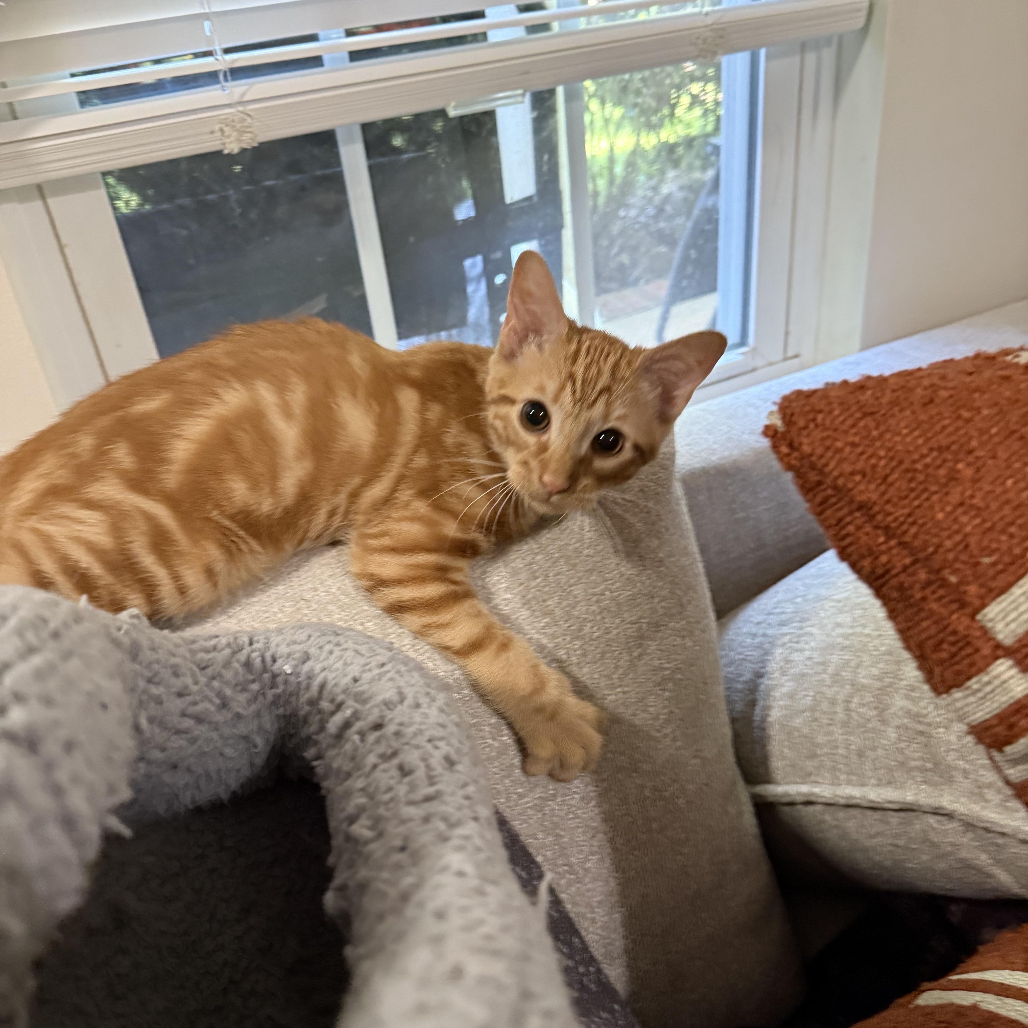 Stop, a Adoptable Domestic Short Hair in Seneca, SC image 5/6