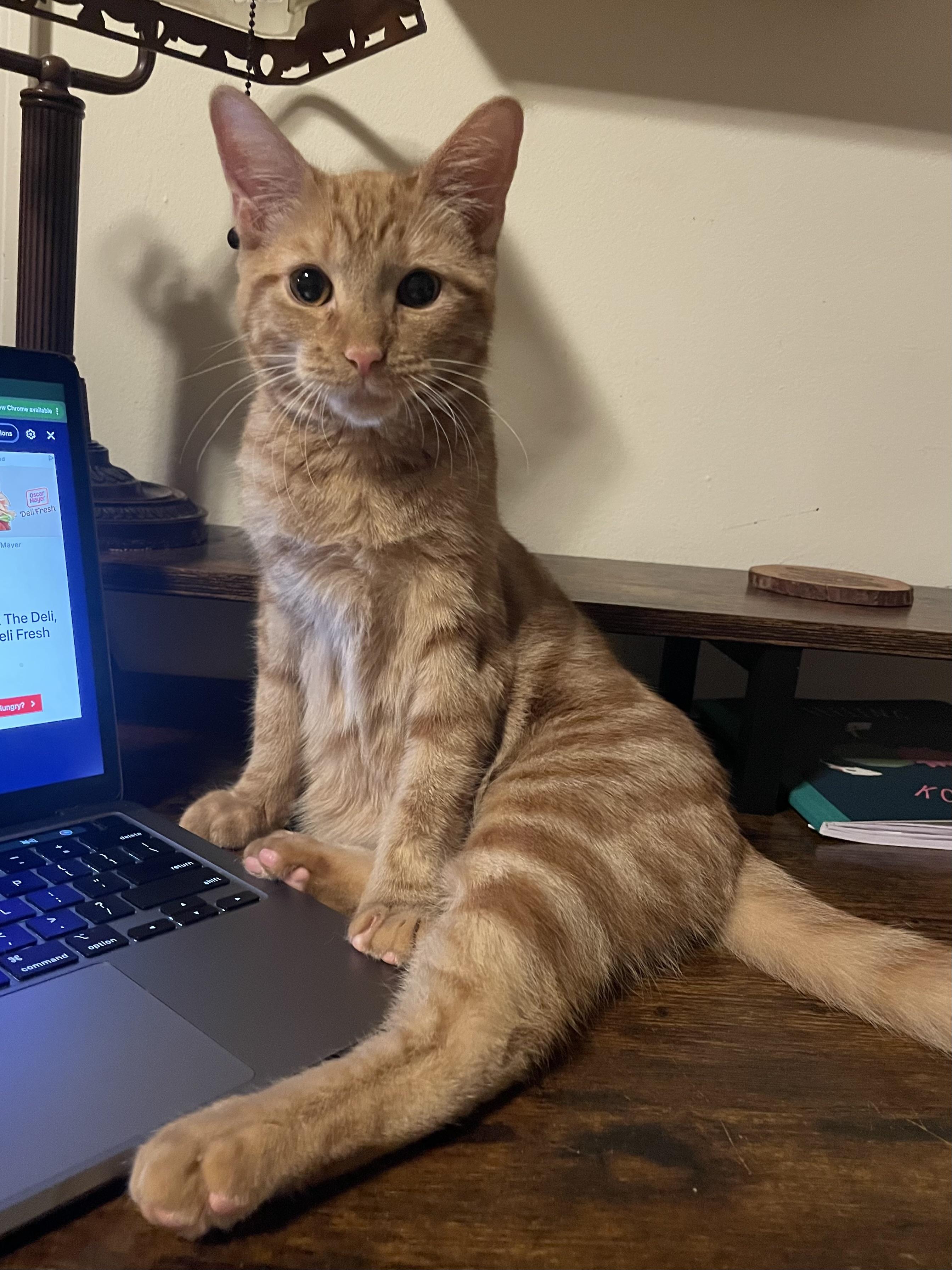 Stop, a Adoptable Domestic Short Hair in Seneca, SC image 1/6