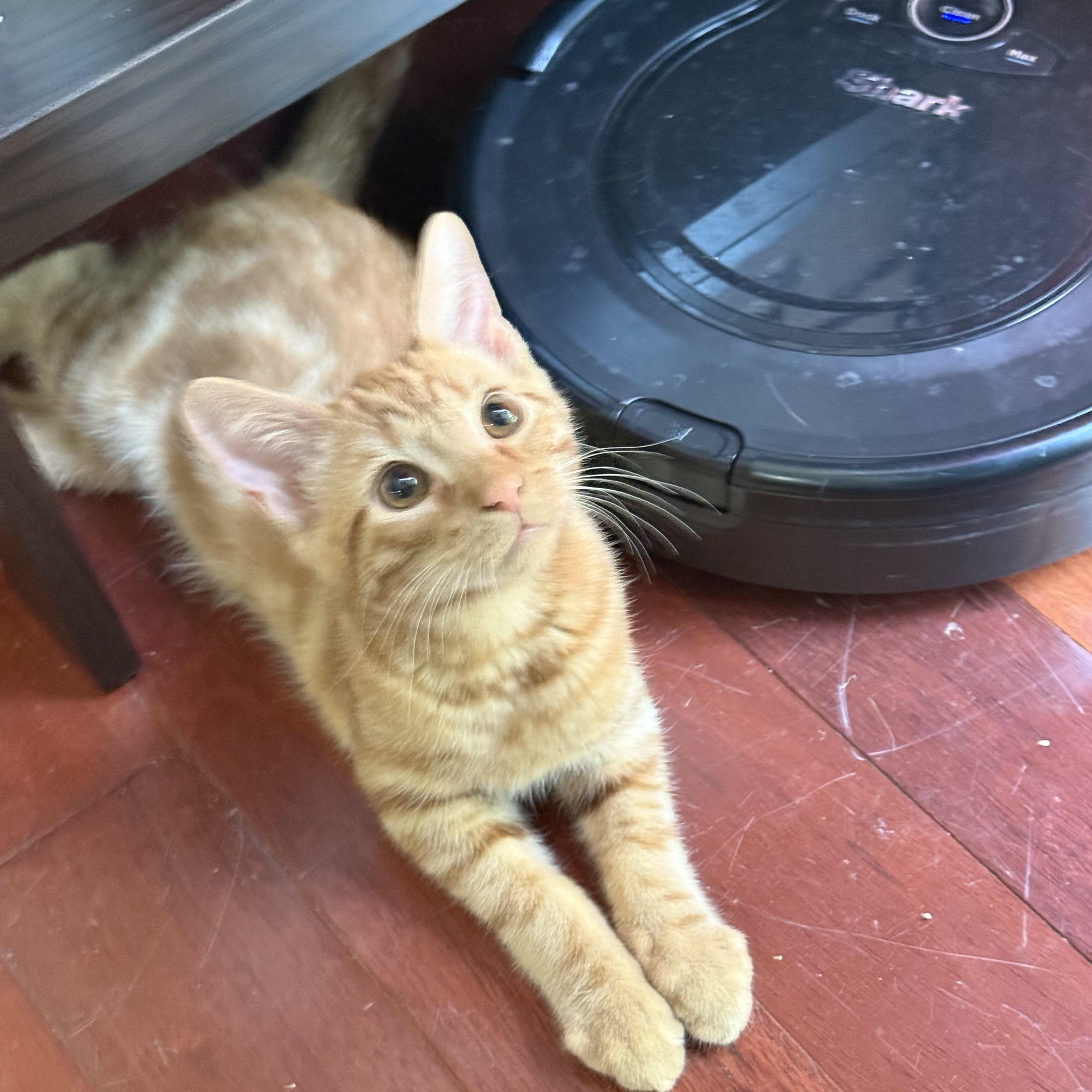 Stop, a Adoptable Domestic Short Hair in Seneca, SC image 6/6