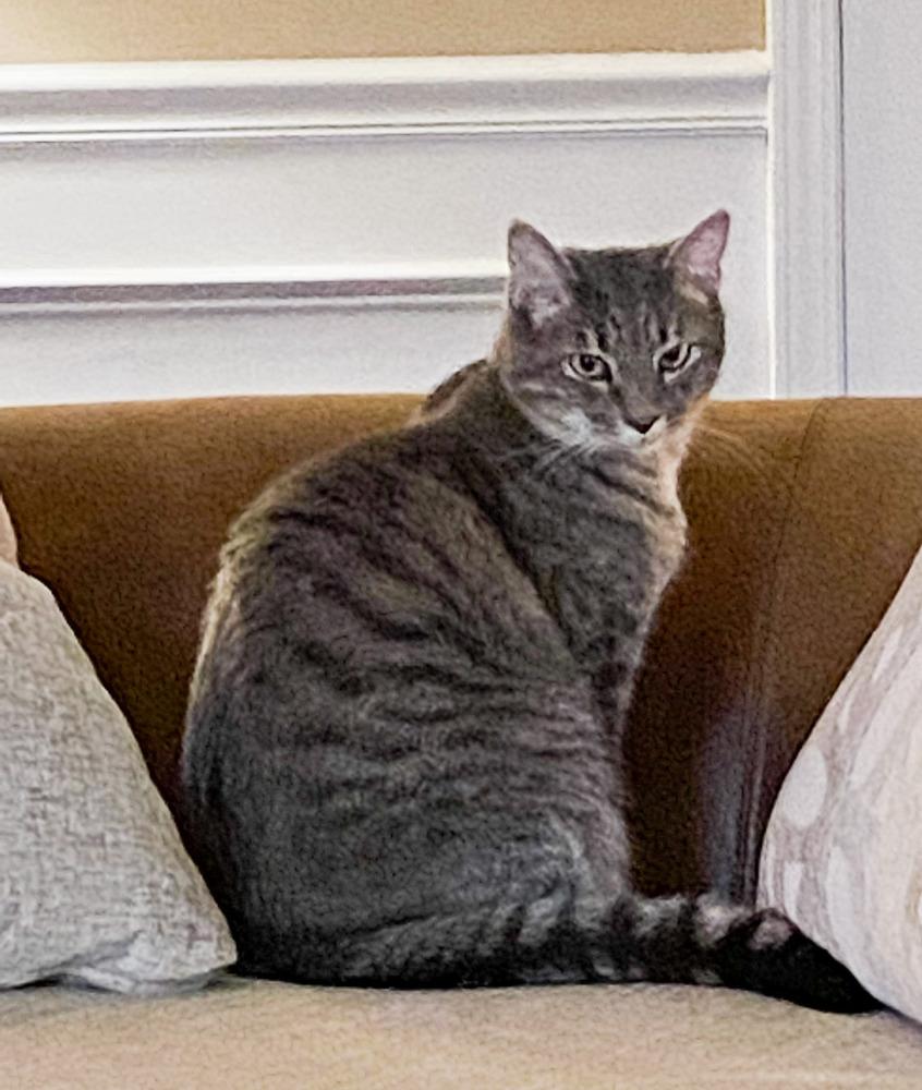 Enlarge Eros, a Adoptable mixed breed in Campobello, SC image 1/6