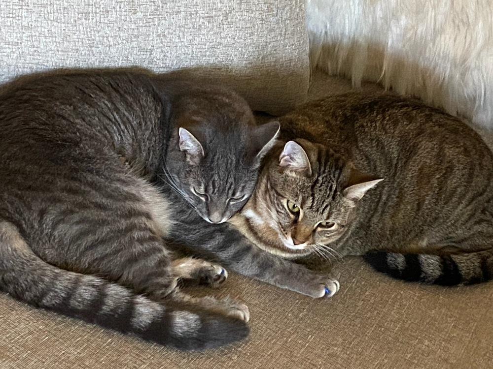 Enlarge Eros, a Adoptable mixed breed in Campobello, SC image 2/6