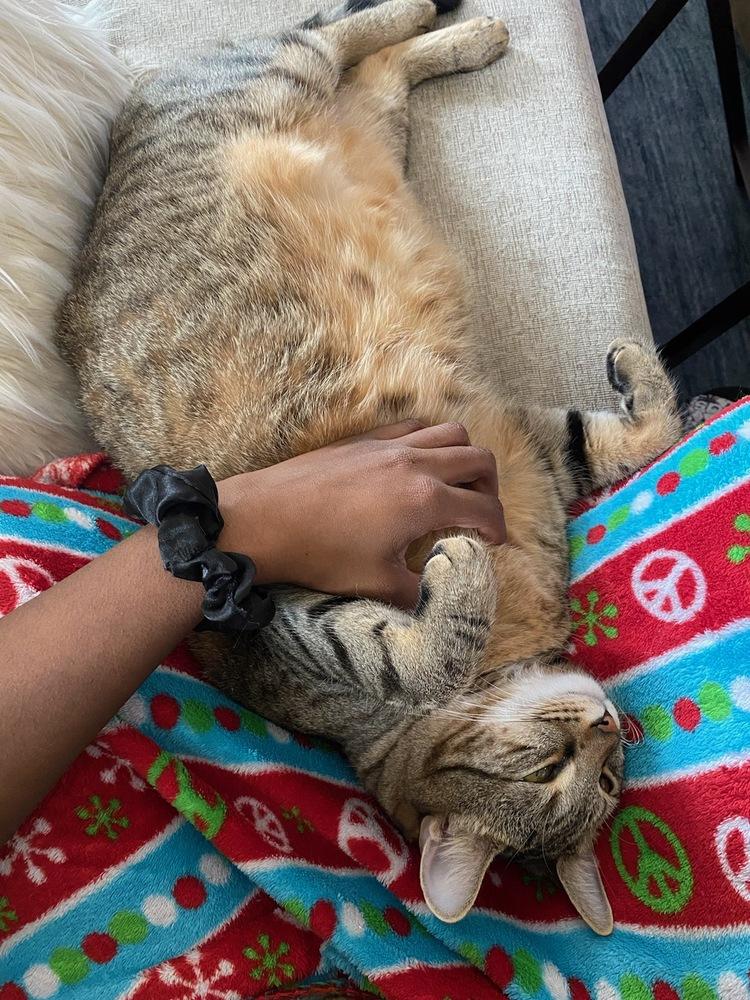 Enlarge Eros, a Adoptable mixed breed in Campobello, SC image 3/6