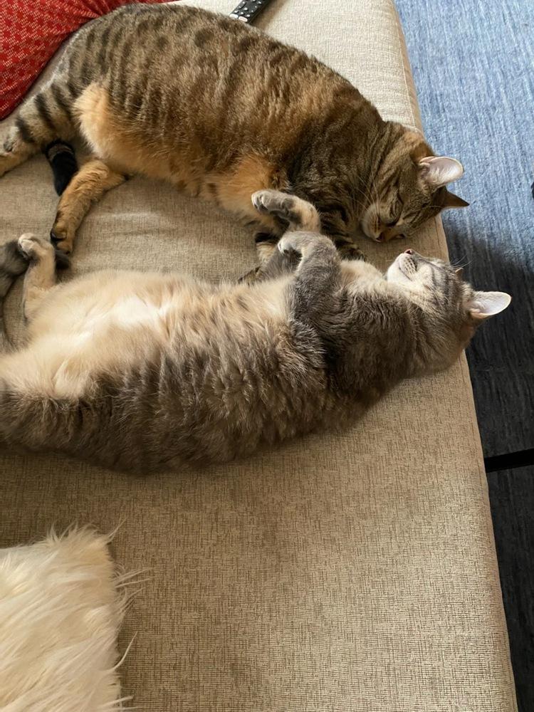 Enlarge Eros, a Adoptable mixed breed in Campobello, SC image 4/6