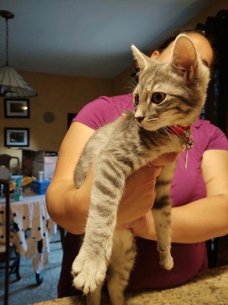 Enlarge Eros, a Adoptable mixed breed in Campobello, SC image 5/6