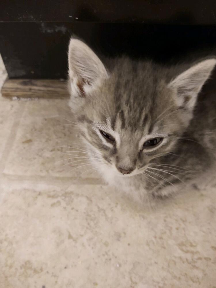 Enlarge Eros, a Adoptable mixed breed in Campobello, SC image 6/6