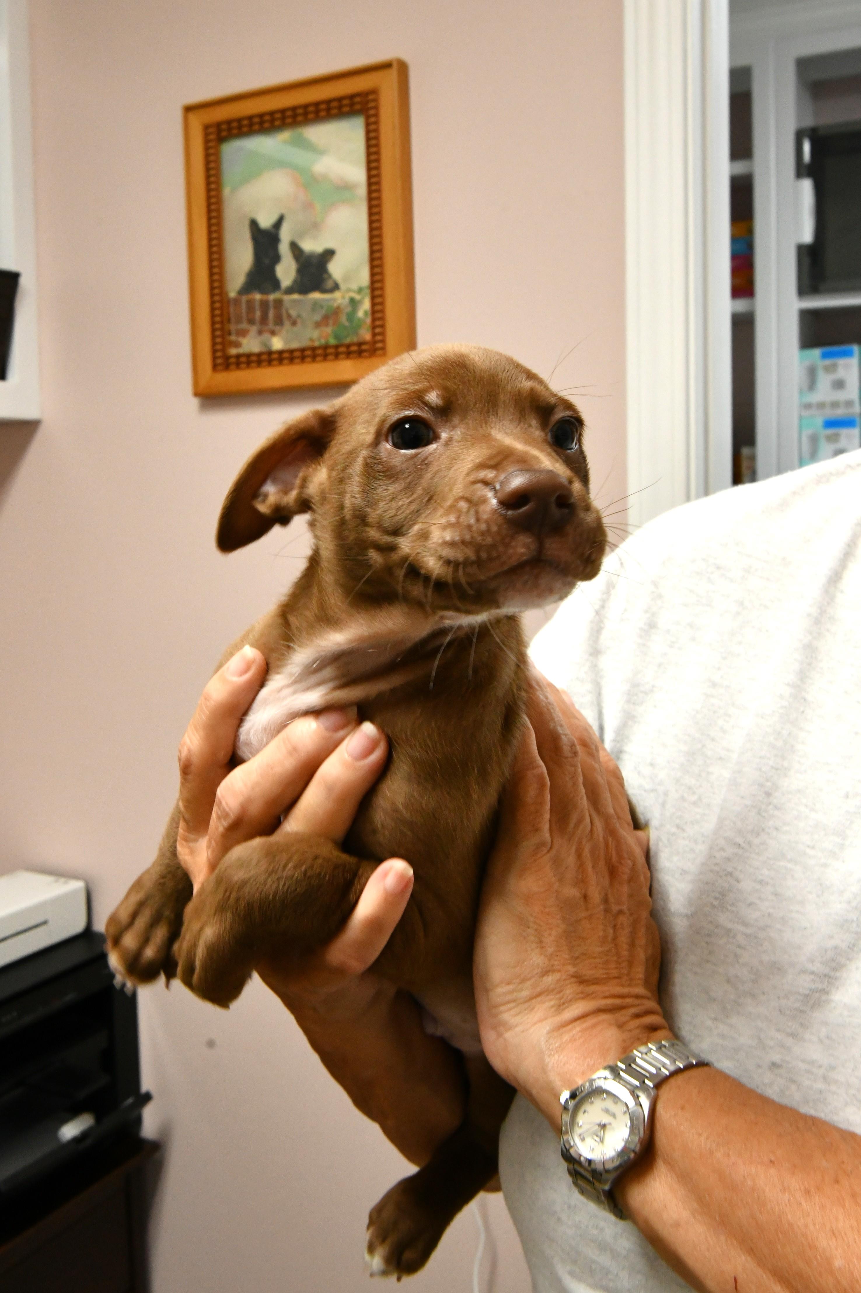 Vegas, an adoptable mixed breed in Fairhope, AL image 2/2