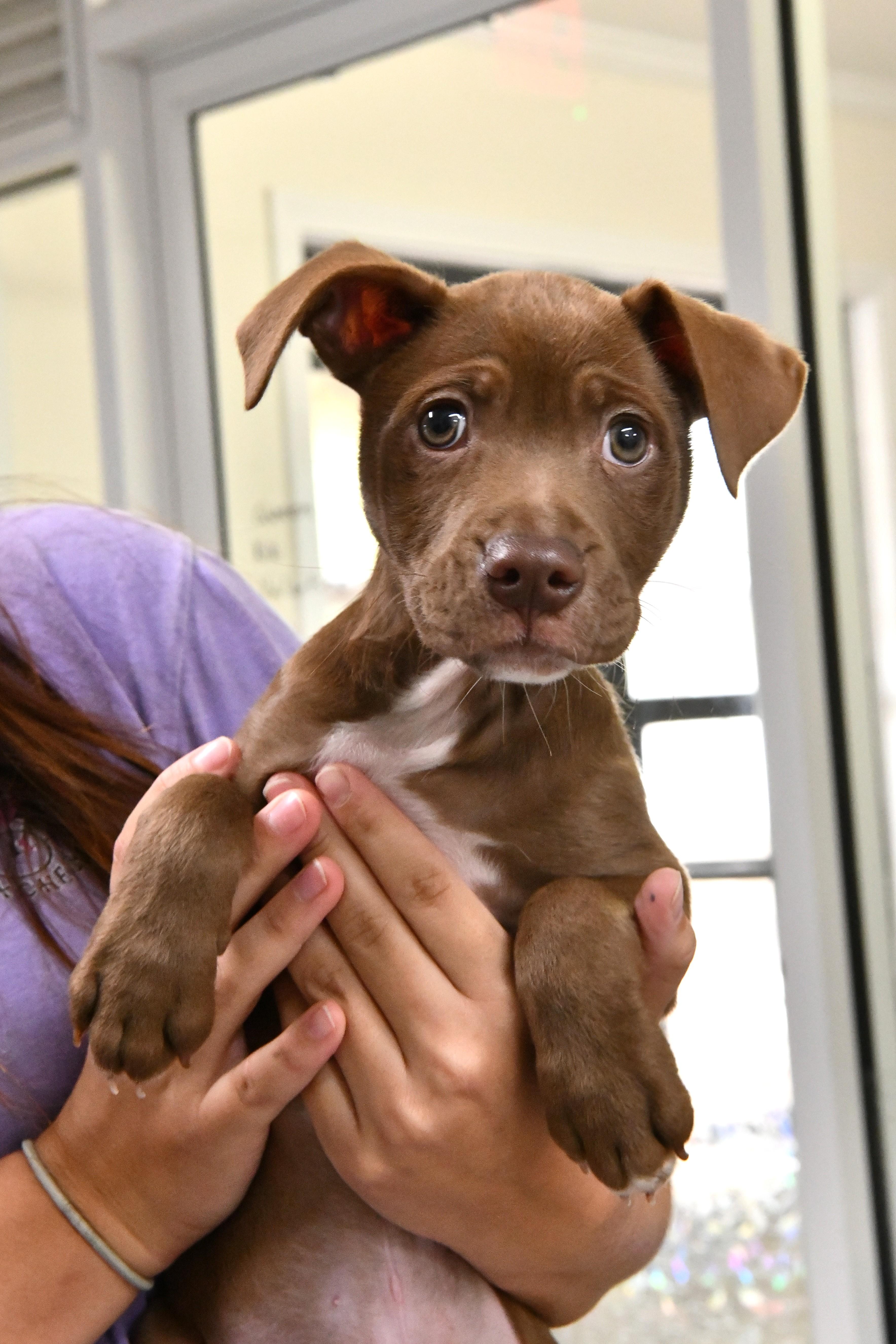 Vegas, adoptable, Puppy Male American Staffordshire Terrier & Hound.