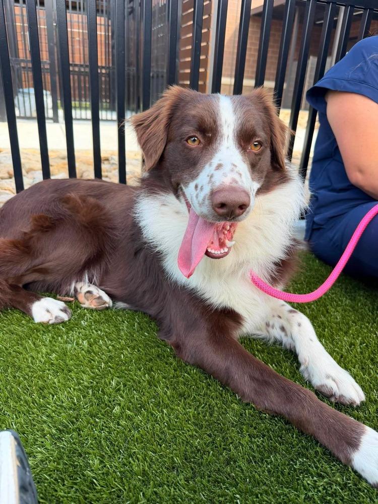 Ringo #5234, Adoptable, Adult Male Australian Shepherd.