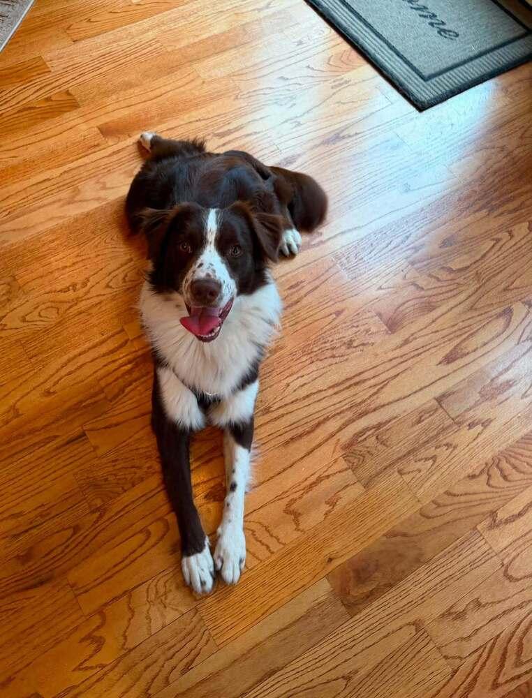 Ringo #5234, a Adoptable Australian Shepherd in Greenville, SC image 2/6