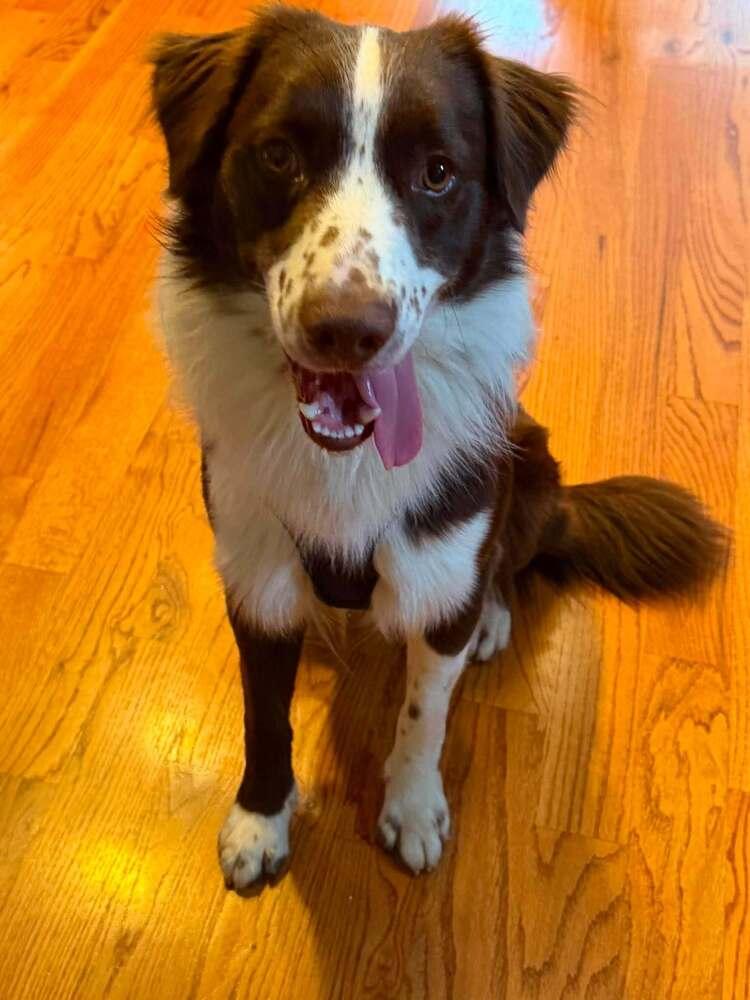Ringo #5234, a Adoptable Australian Shepherd in Greenville, SC image 3/6