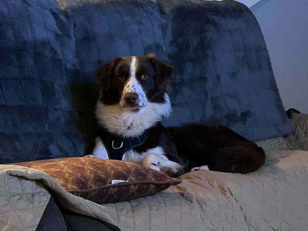 Ringo #5234, a Adoptable Australian Shepherd in Greenville, SC image 4/6