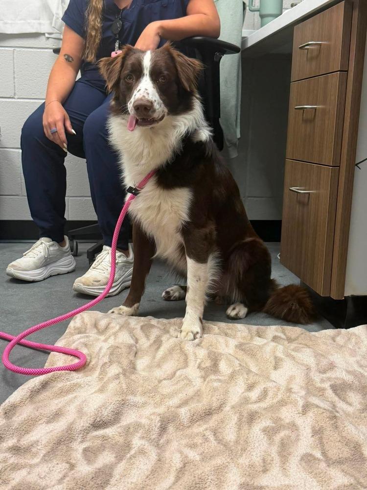 Ringo #5234, a Adoptable Australian Shepherd in Greenville, SC image 6/6
