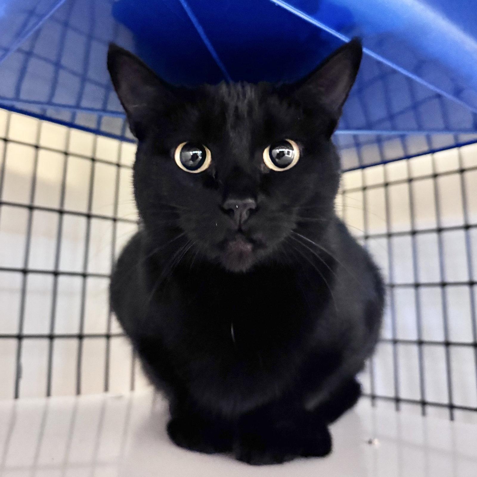 Blossom, Adoptable, Adult Female Domestic Short Hair.