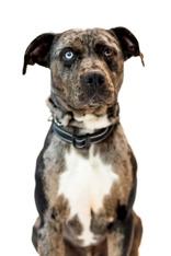 Koda, ADOPTABLE, Adult Male Terrier.