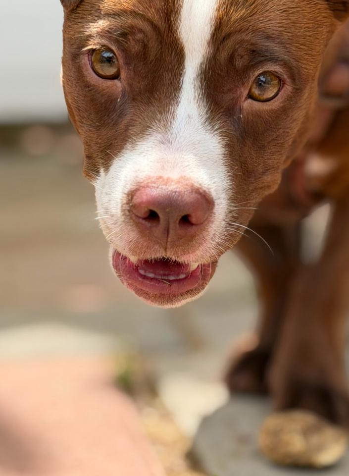 Enlarge Nina, a ADOPTABLE mixed breed in Los Angeles, CA image 4/5