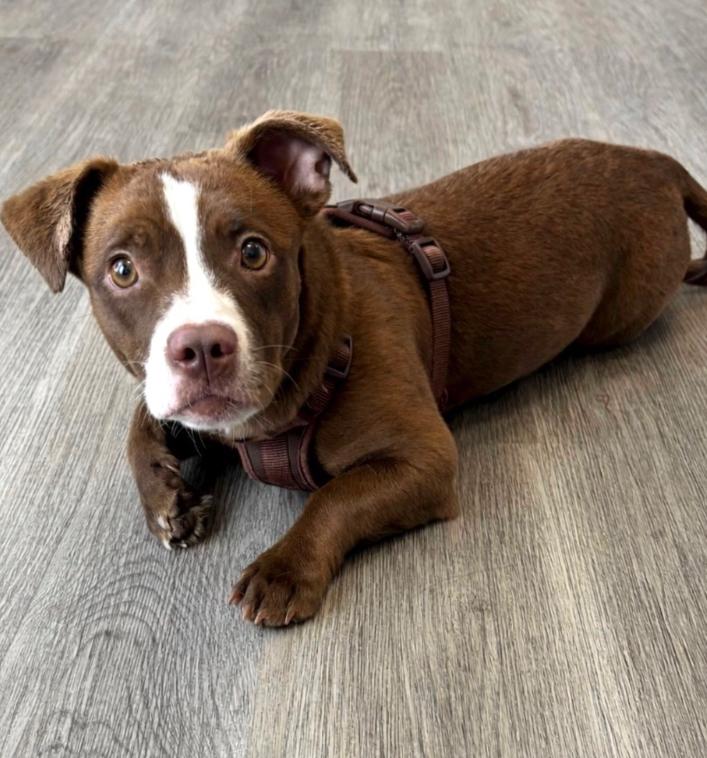 Enlarge Nina, a ADOPTABLE mixed breed in Los Angeles, CA image 5/5