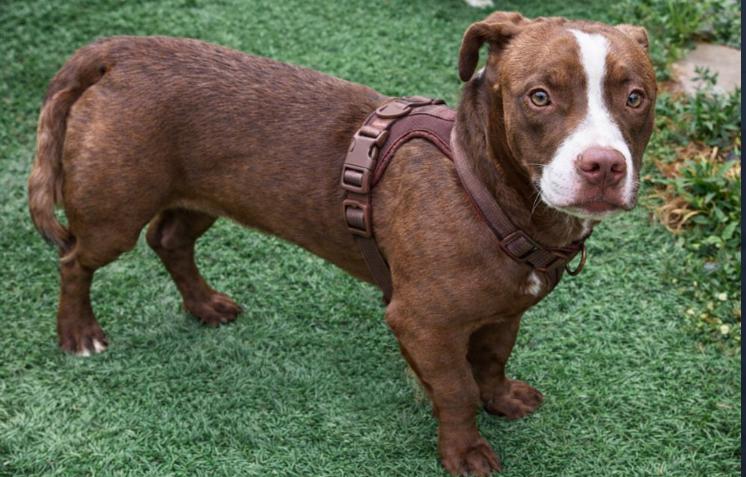 Enlarge Nina, a ADOPTABLE mixed breed in Los Angeles, CA image 3/5