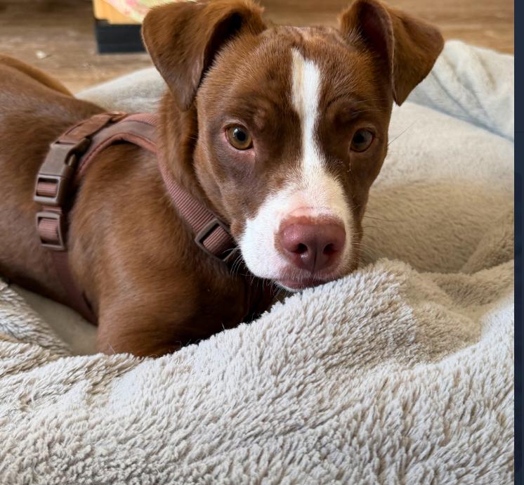 Nina, ADOPTABLE, Young Female American Staffordshire Terrier & Dachshund.