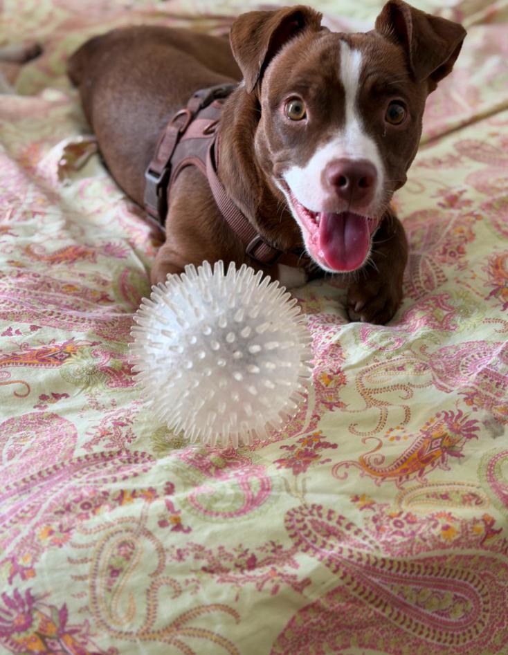 Enlarge Nina, a ADOPTABLE mixed breed in Los Angeles, CA image 2/5