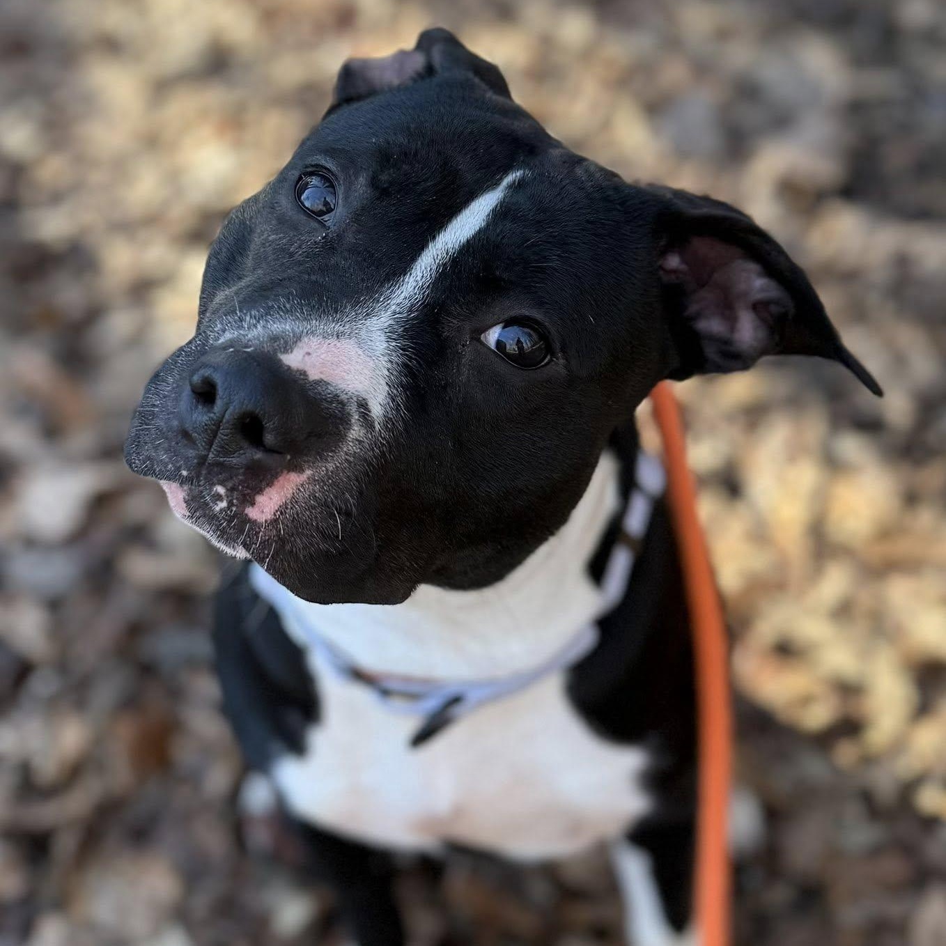 Spork (ID 49813/29), an adoptable American Bully in Manassas, VA image 1/2