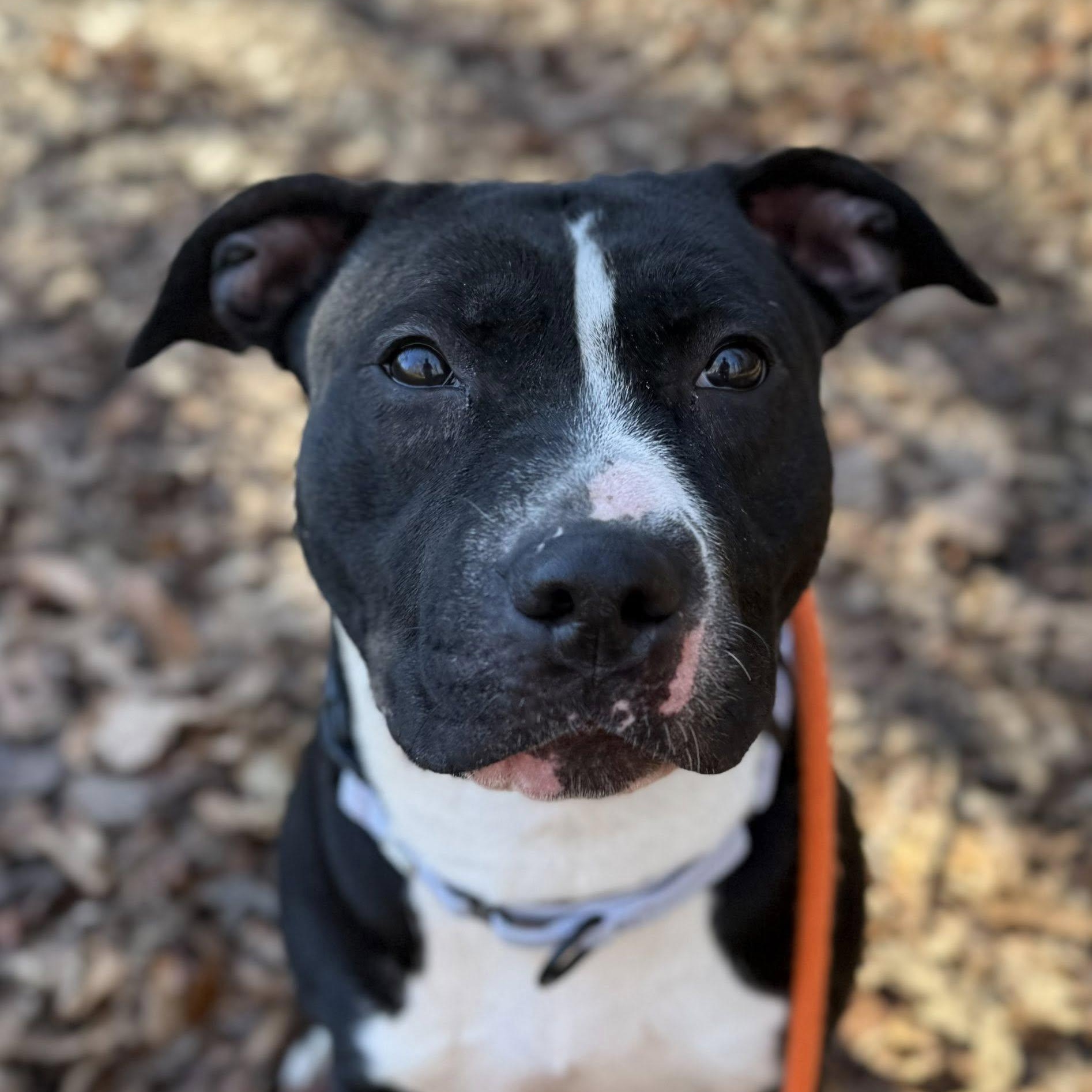 Spork (ID 49813/29), an adoptable American Bully in Manassas, VA image 2/2