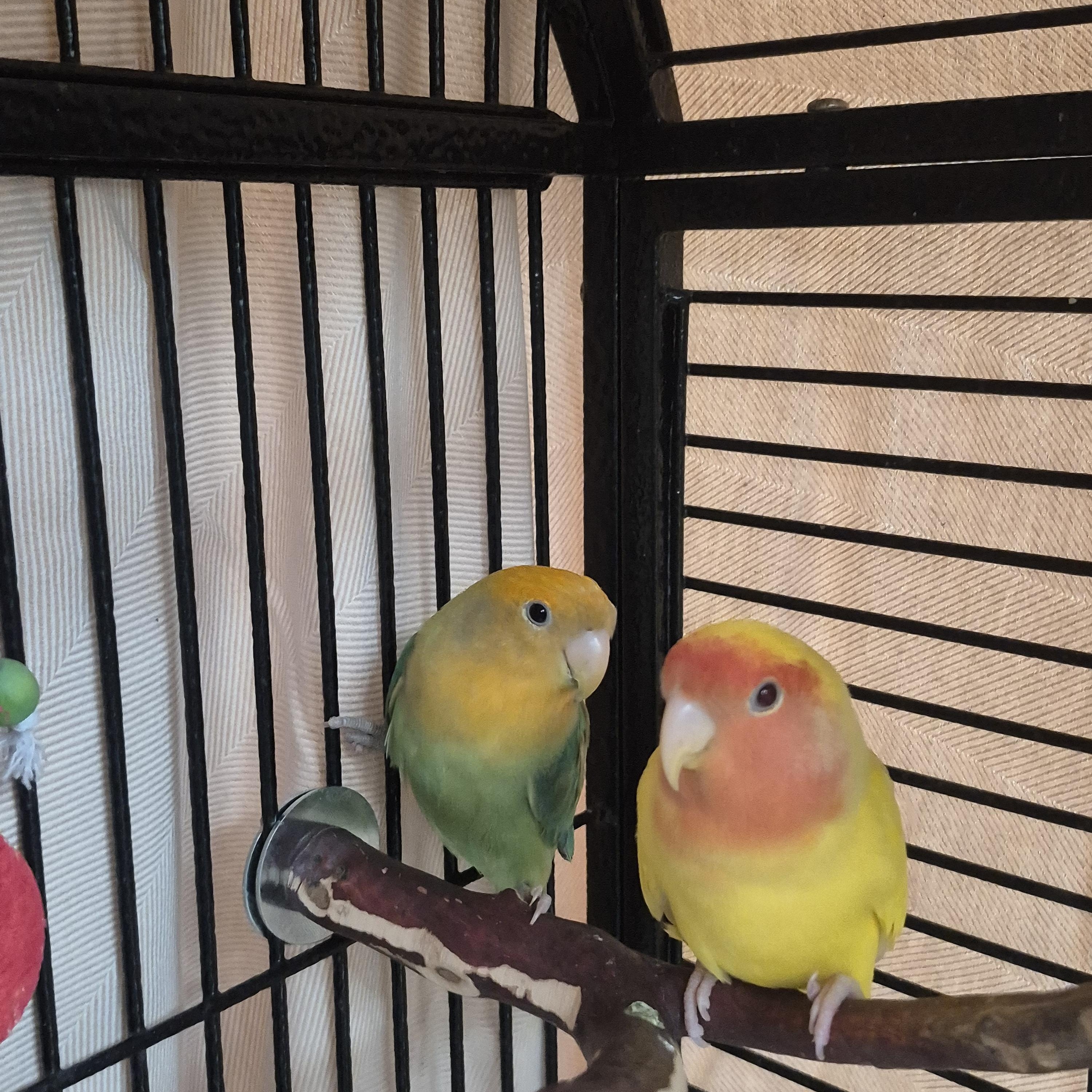 Kurt and Courtney , adoptable, Adult Female Parakeet (Other).