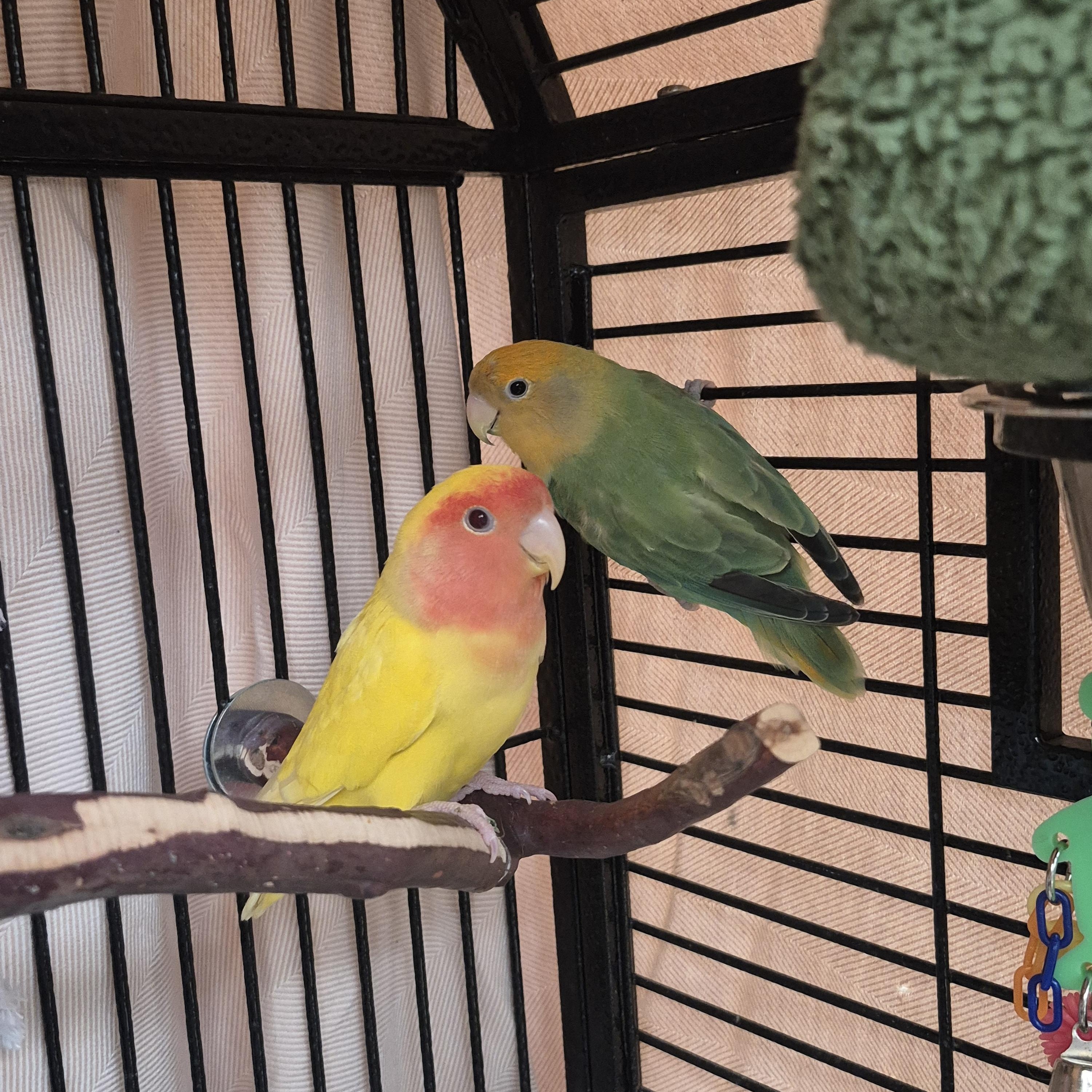 Enlarge Kurt and Courtney , an adoptable Parakeet (Other) in New Westminster, BC image 2/2