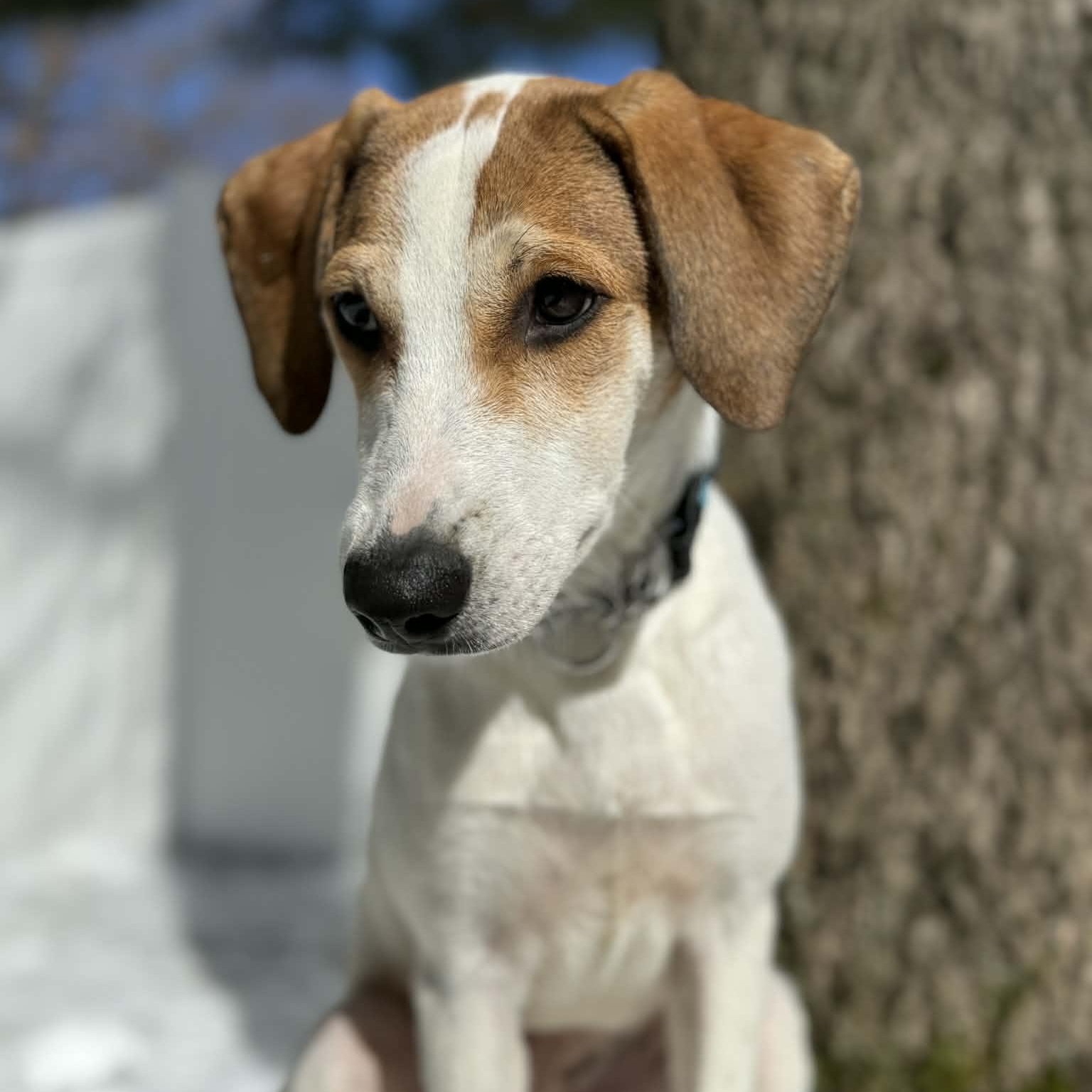 Valentina, Adoptable, Puppy Female Labrador Retriever.