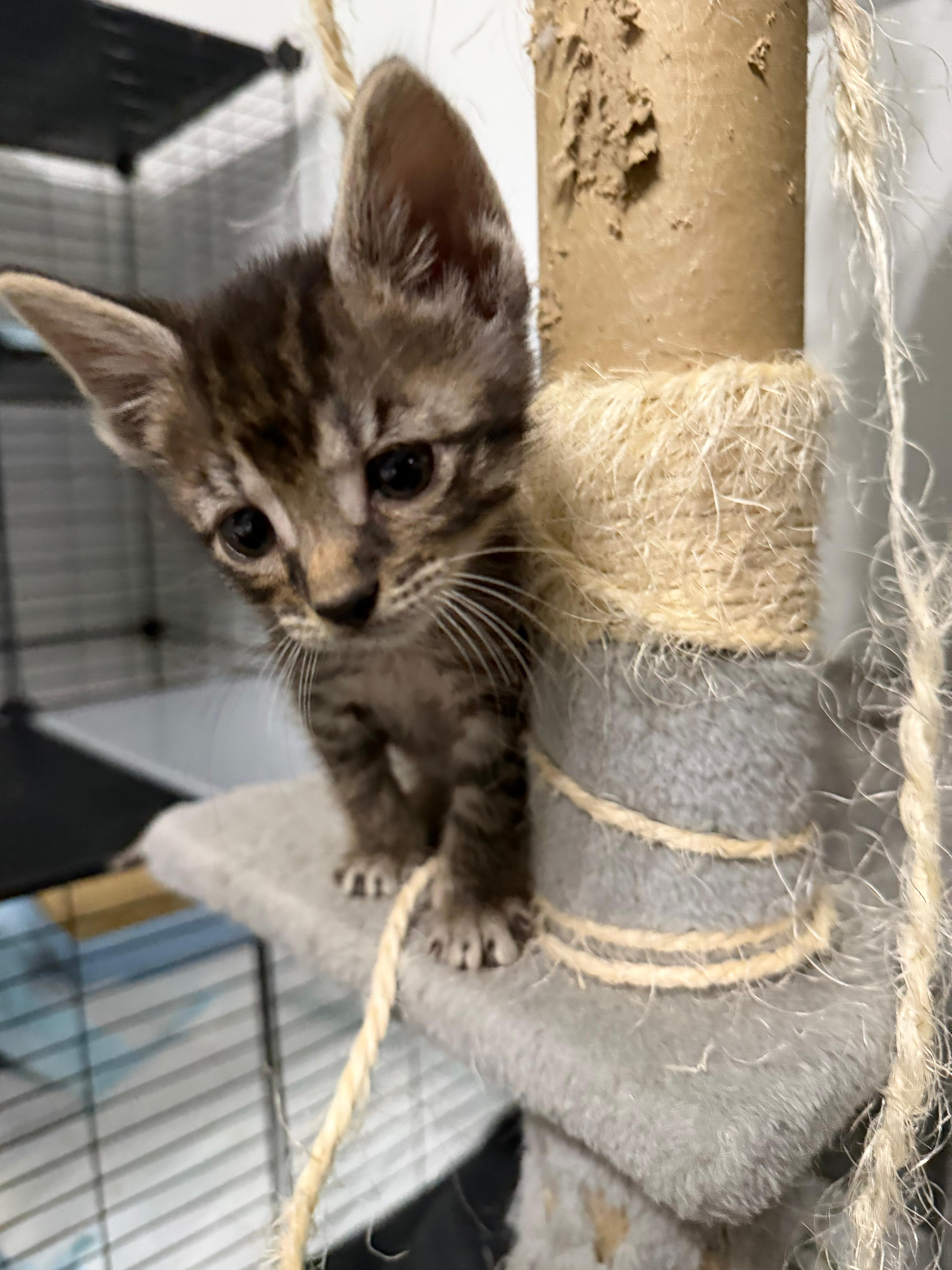 Enlarge Kona, a Adopted Domestic Short Hair in Melbourne , FL image 2/2