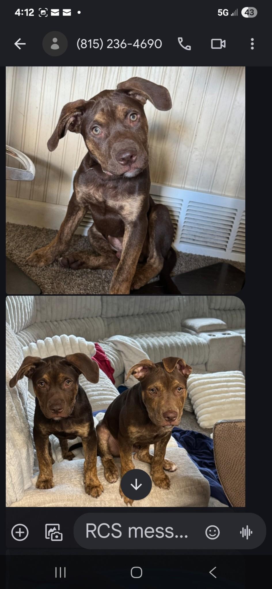 Dallas & Texas, Adoptable, Puppy Male Mixed Breed.