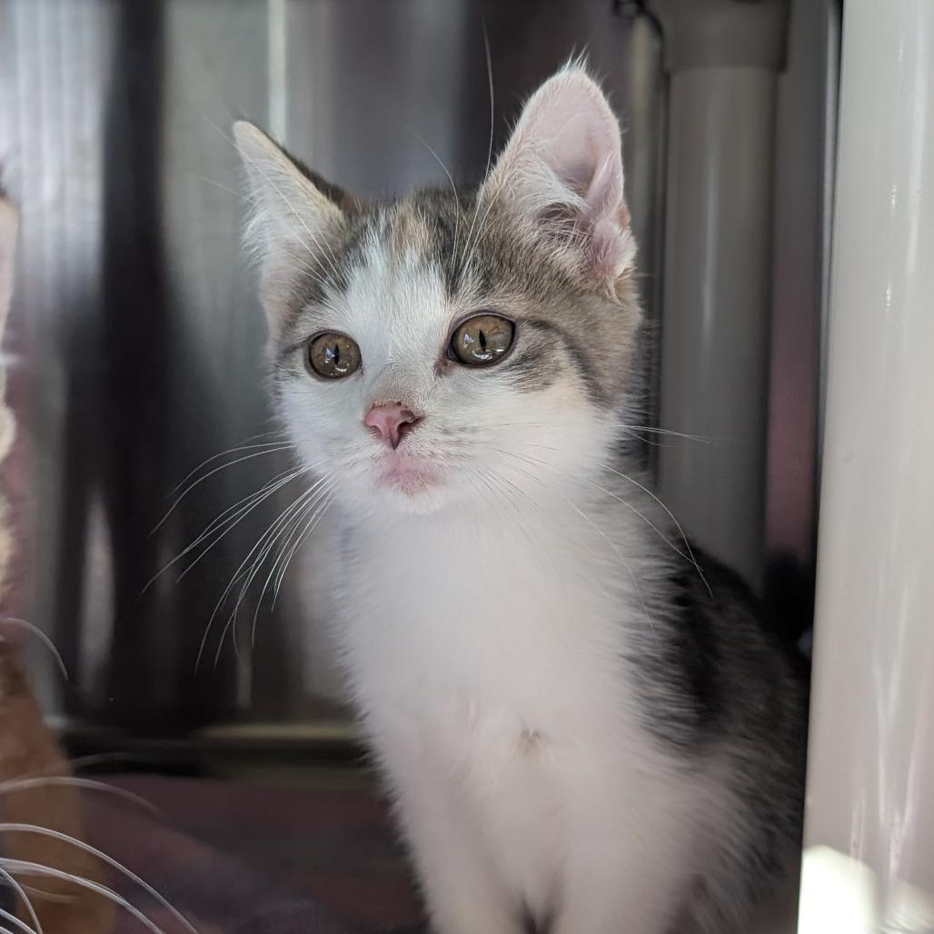 Enlarge Olympic, a Adoptable Domestic Short Hair in Asheville, NC image 1/4