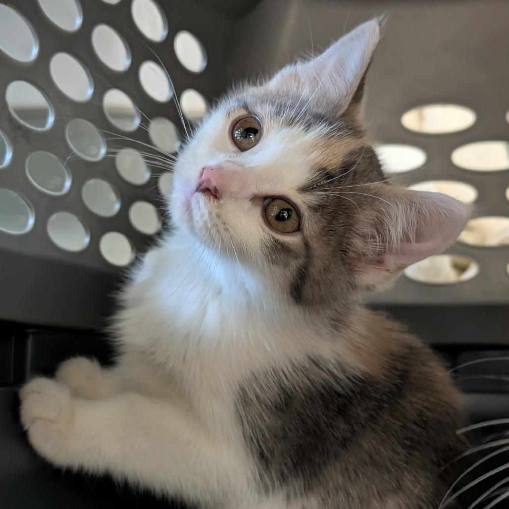 Enlarge Olympic, a Adoptable Domestic Short Hair in Asheville, NC image 2/4