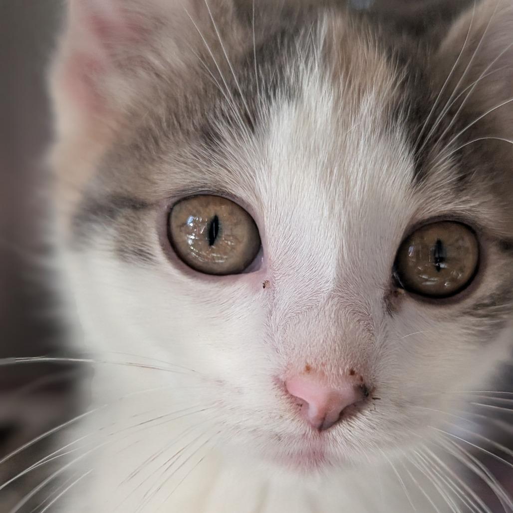 Enlarge Olympic, a Adoptable Domestic Short Hair in Asheville, NC image 3/4