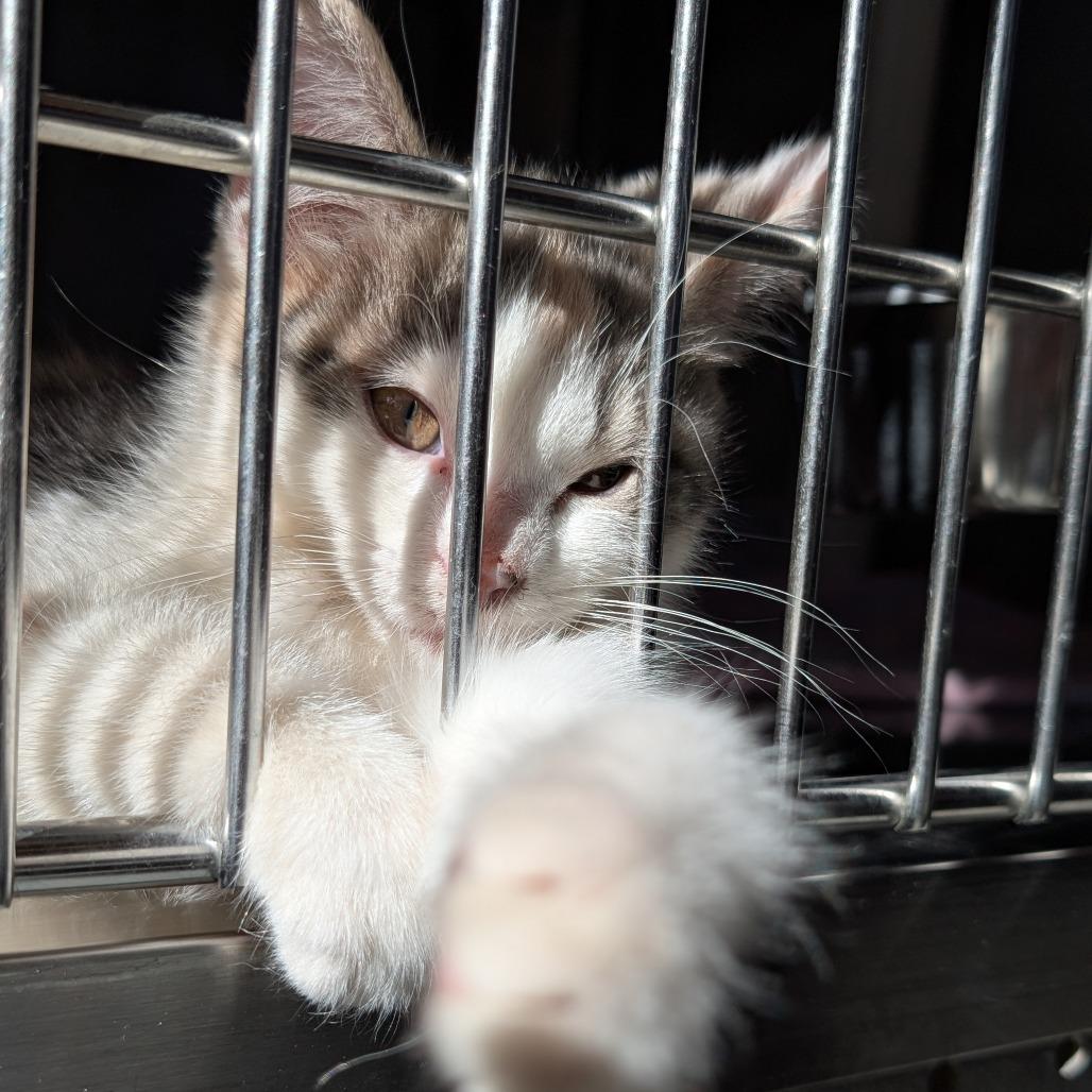 Enlarge Olympic, a Adoptable Domestic Short Hair in Asheville, NC image 4/4