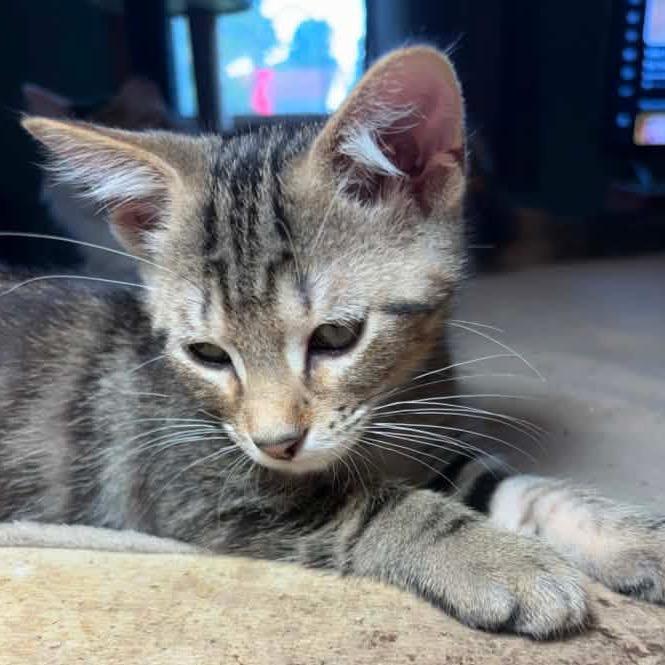Takoda **Off-Site Foster Home**, Adoptable, Kitten Male Domestic Short Hair.