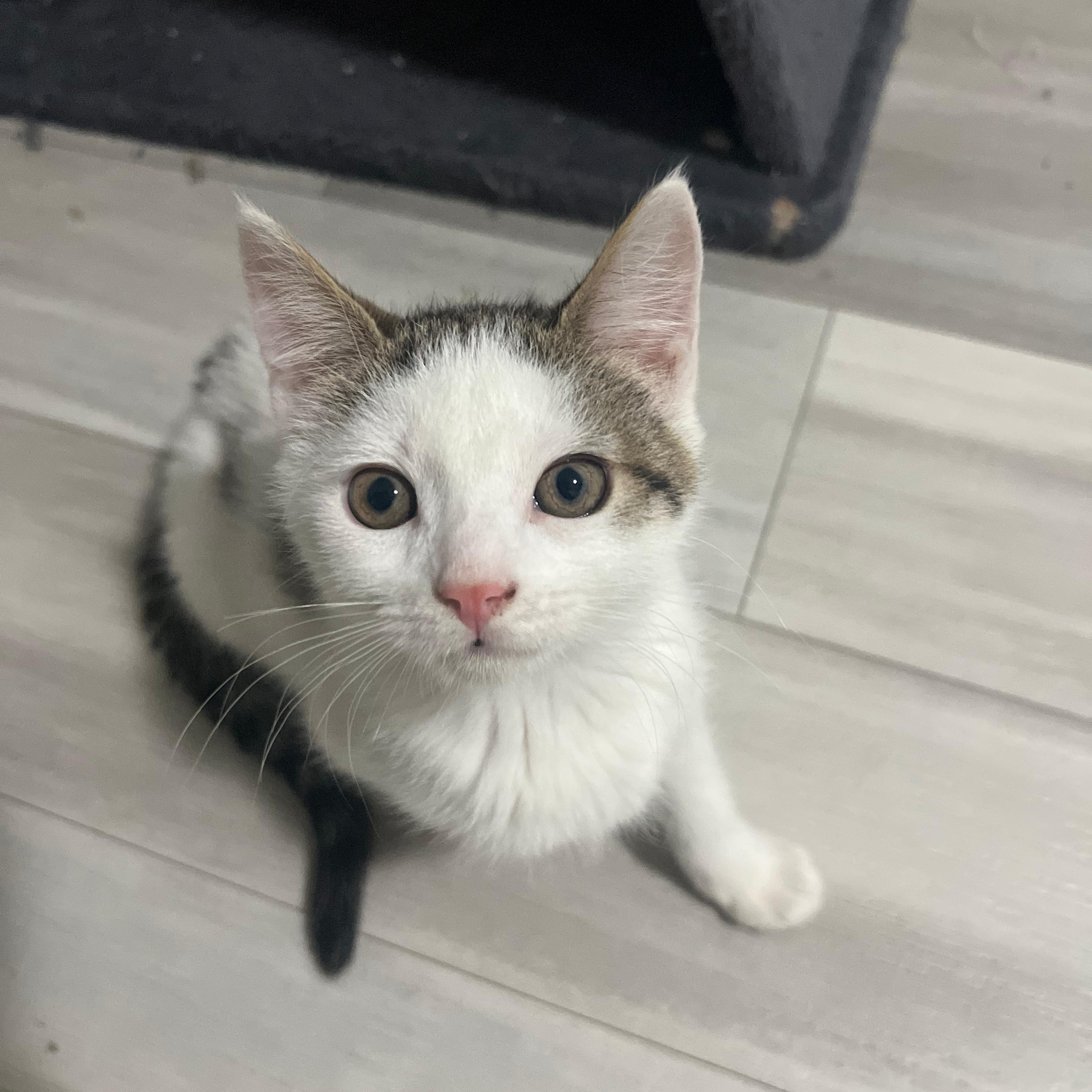 Taxi, Adopted, Kitten Male Domestic Short Hair.