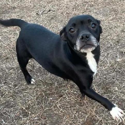 Enlarge Smudge, a Adoptable mixed breed in Calverton, NY image 1/1