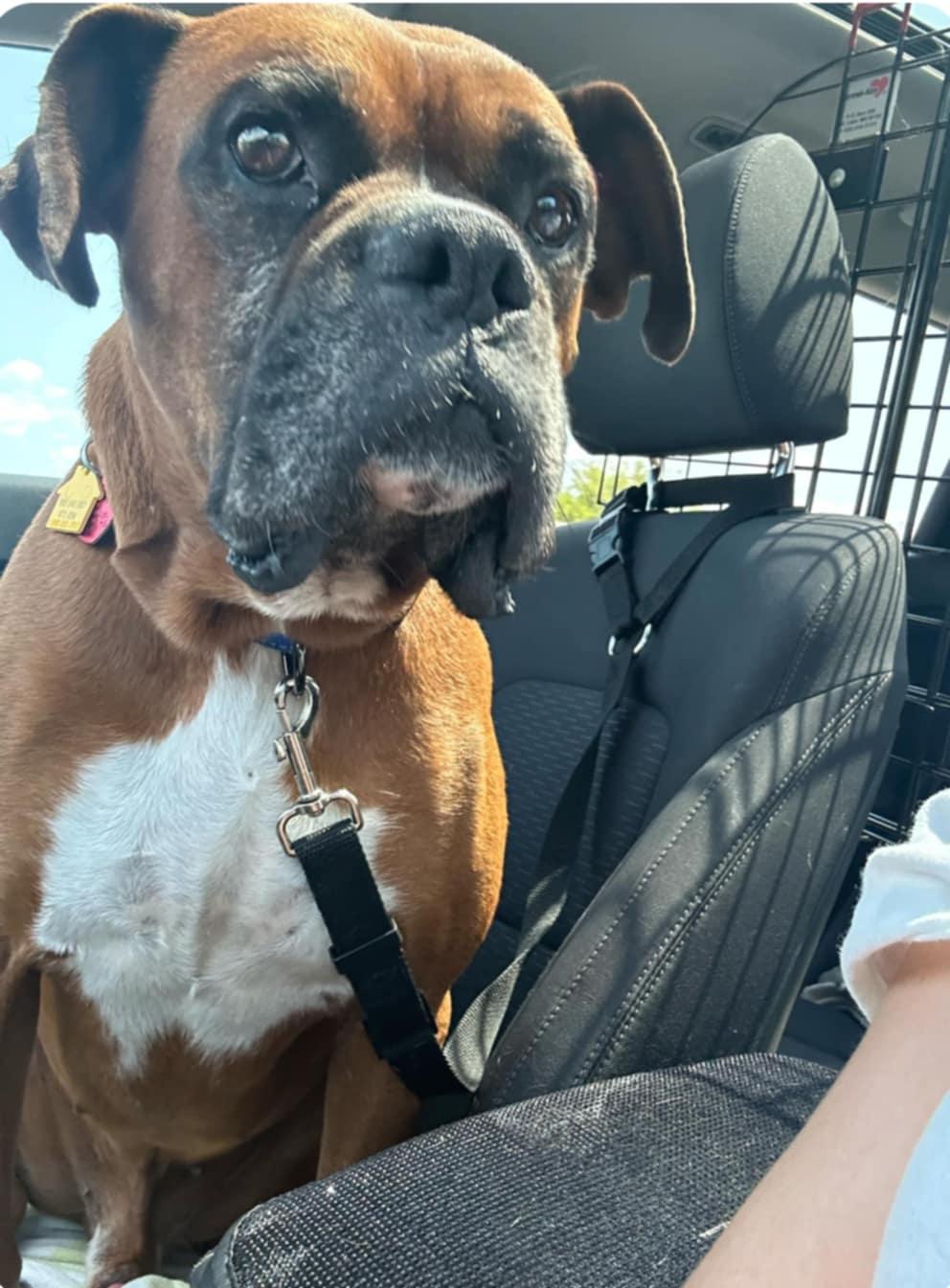 Rufus, Adopted, Adult Male Boxer.